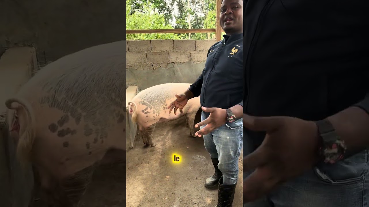 Réussi son élevage de porc en suivant cette vidéo 
