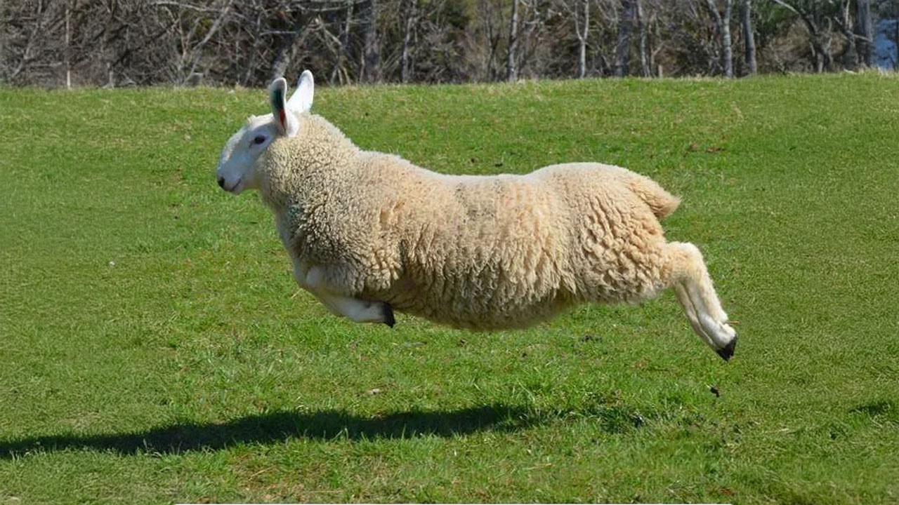 These FUNNY Animals Have Life Figured Out! 😂