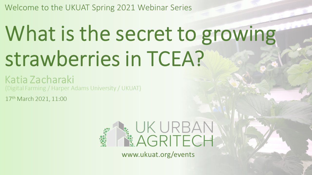 What is the secret to growing strawberries in TCEA? - A webinar with Katia Zacharaki