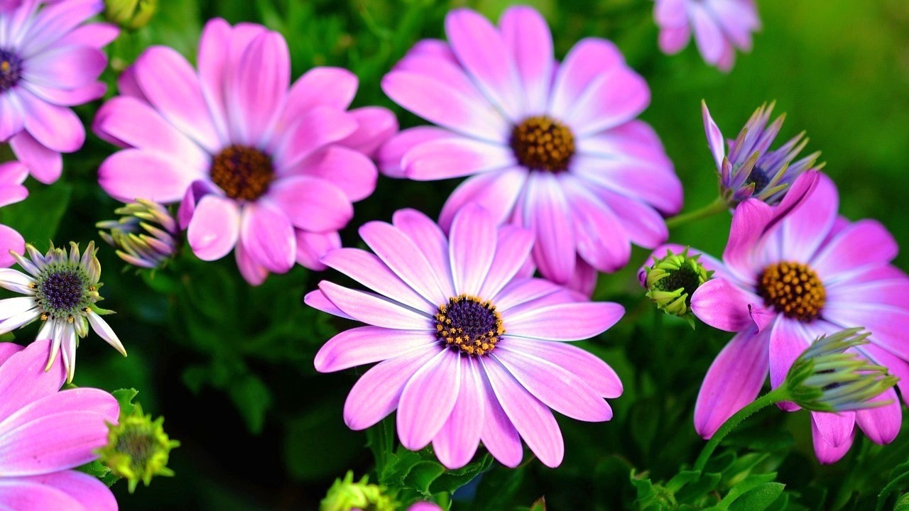 Beautiful Relaxing Piano Music🌸Beautiful Spring Landscapes🌿
