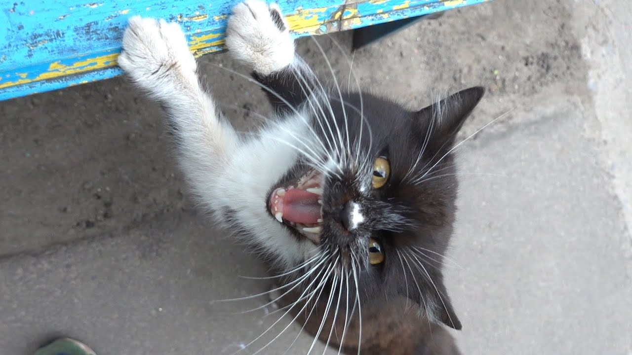 Cat meow again without sound