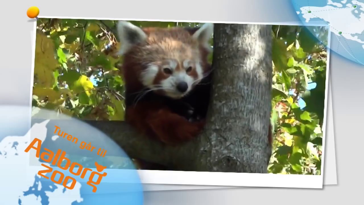Aalborg Zoo - Dyrebare oplevelser