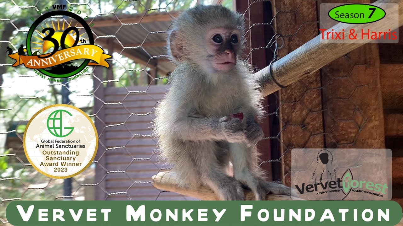 Trixi and Harris two new baby monkey arrivals tragically lost their family