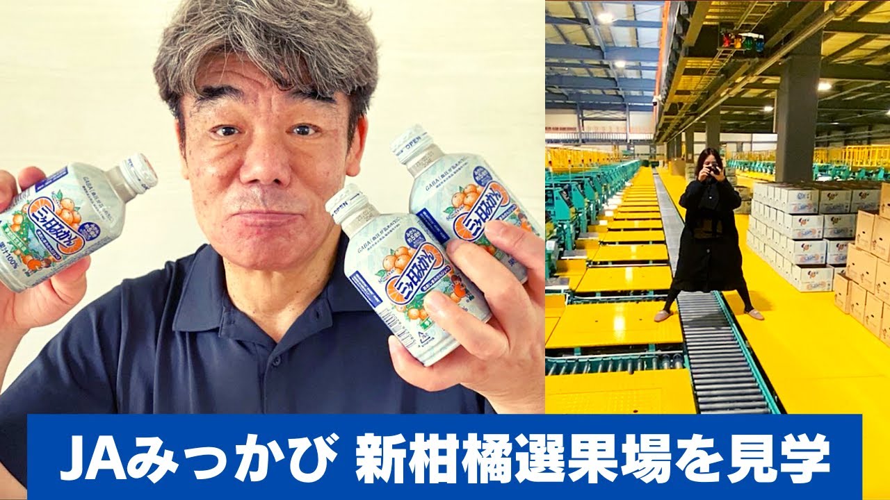 【工場見学】みかん狩りと三ヶ日みかんが出荷されるまで【JAみっかび】