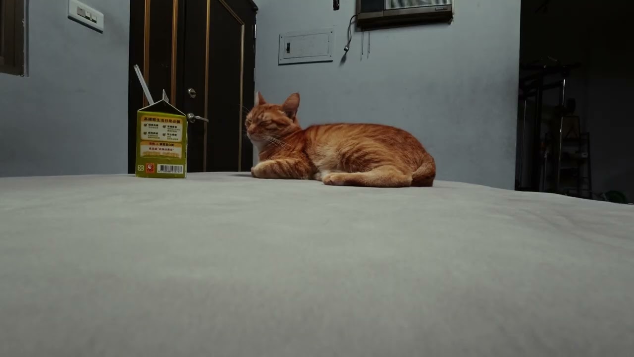 Test 可愛貓咪