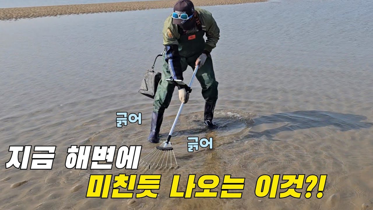 낙엽 긁는 갈퀴로 갯벌을 긁으면? 이렇게 많이 나와도 되는거야! (조과통당첨자발표)