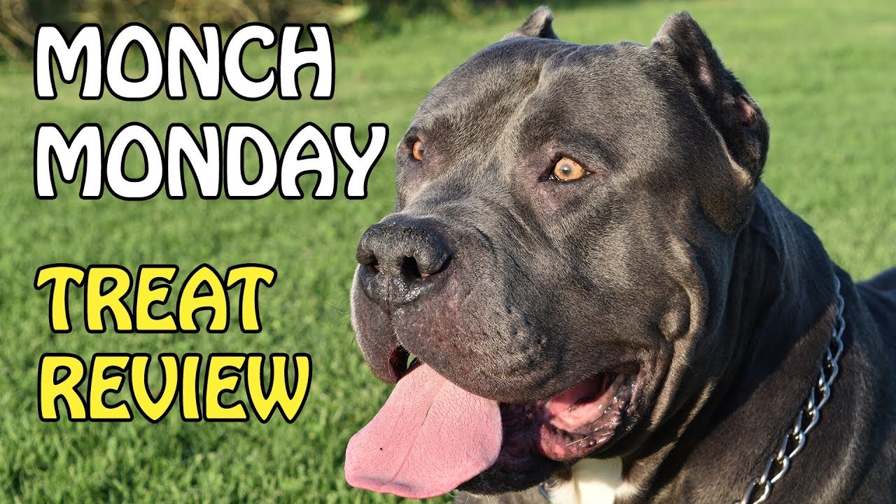 DOGS EATING DIFFERENT DOG TREATS | MONCH MONDAY: A TREAT REVIEW