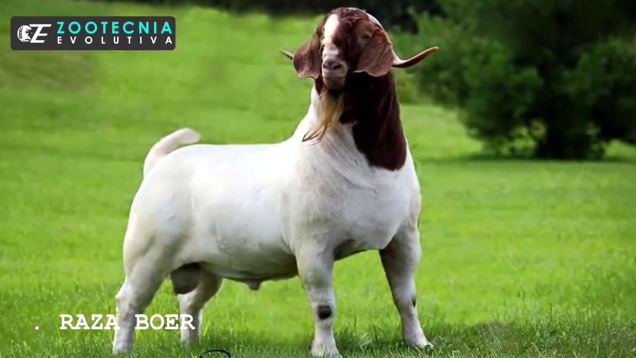 CABRAS PARA CARNE