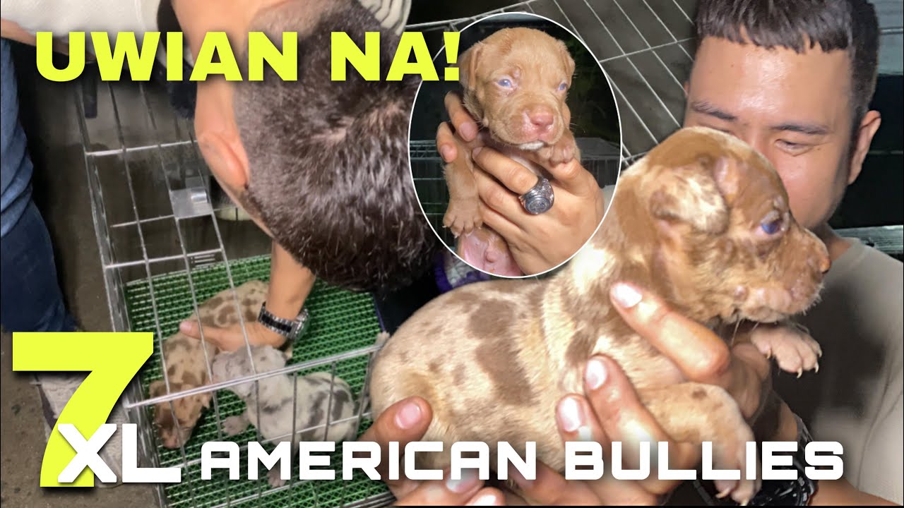 3 WEEKS OLD GIANT PUPPIES! BRINGING HOME 7 XL AMERICAN BULLY PUPPIES &bull; Sam Walastik