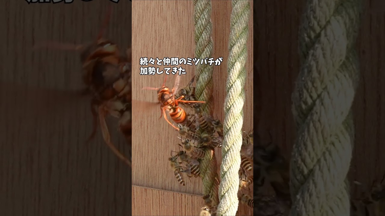 スズメバチに掴み掛かる勇敢すぎるニホンミツバチ！私は京都の週末養蜂家！ #昆虫 #ミツバチ #スズメバチ