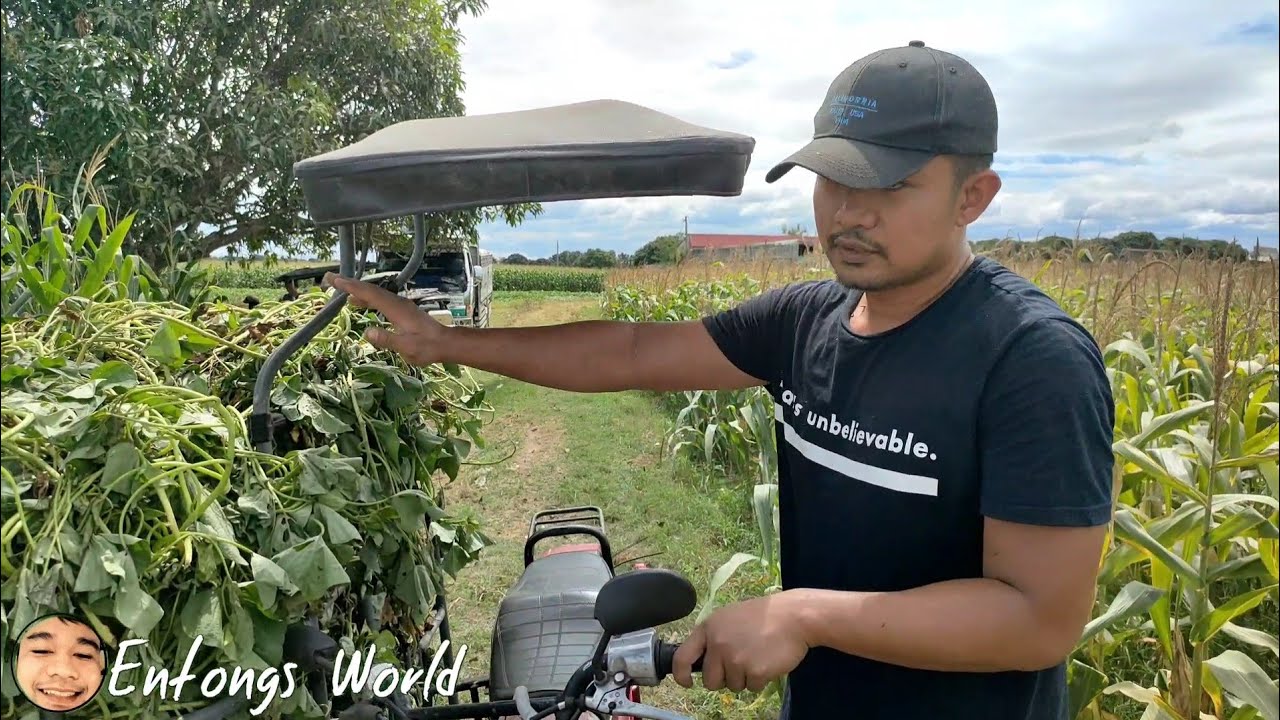 GOAT FARMING: KAMOTENG BAGING PARA SA ALAGANG KAMBING - Tipid na Pakain | Entongs World