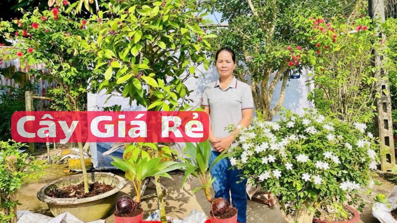 Cây giá rẻ 20/1 Điệp Lào, Nguyệt Quế, Cơm Nguội, Dừa & Khế | Hoàng Em - LTK Bonsai