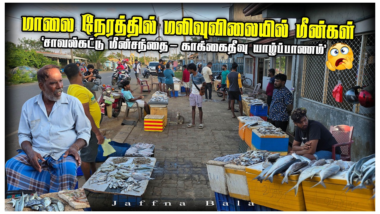🔴யாழில் மாலைநேரத்தில் மலிவு விலையில் மீன்கள்😳| சாவல்கட்டுசந்தை காக்கைதீவு சந்தை யாழ்ப்பாணம்