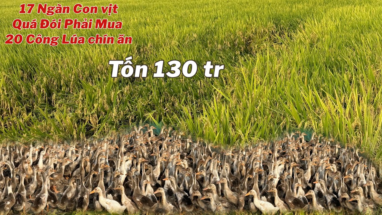 Quá Khủng Khiếp Bầy Vịt 17 Ngàn Quá Đói Bắt Buộc Phải Mua 20 Trục Công Lúa Chín 130 Tr 