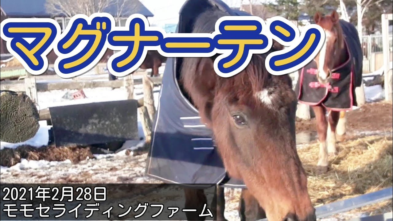 マグナーテン『名馬と癒しの時間』モモセライディングファーム