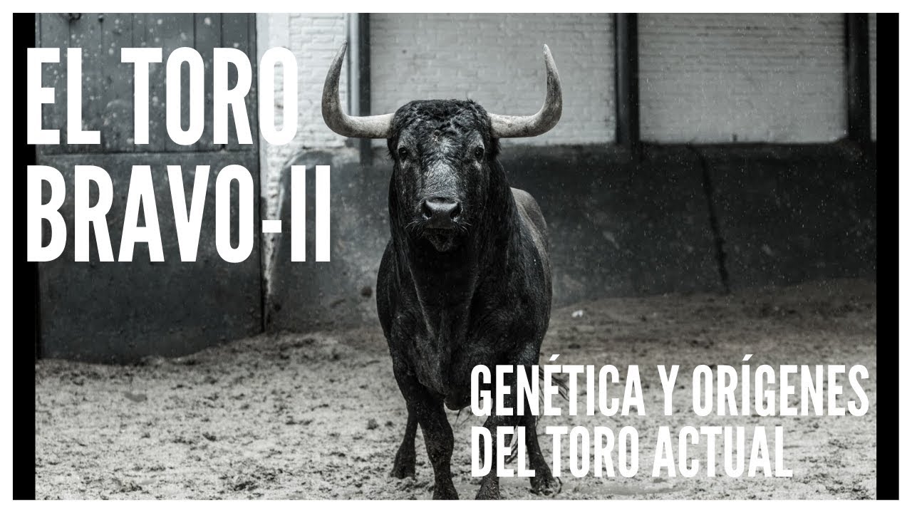 🐂 TOROS DE LIDIA II🐂 [Gen&eacute;tica y or&iacute;genes del toro bravo actual]