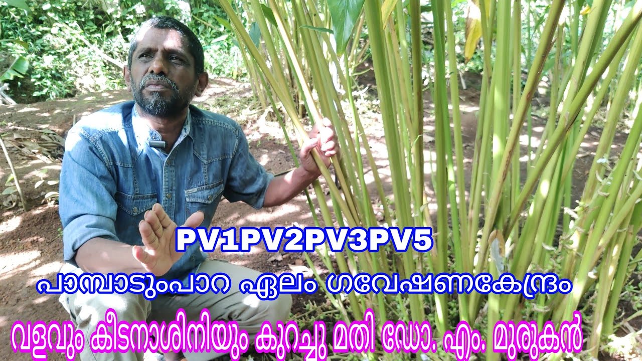 Pampadumpara Cardamom Research Centre#agriculture#Antony Muniyara Vlogs