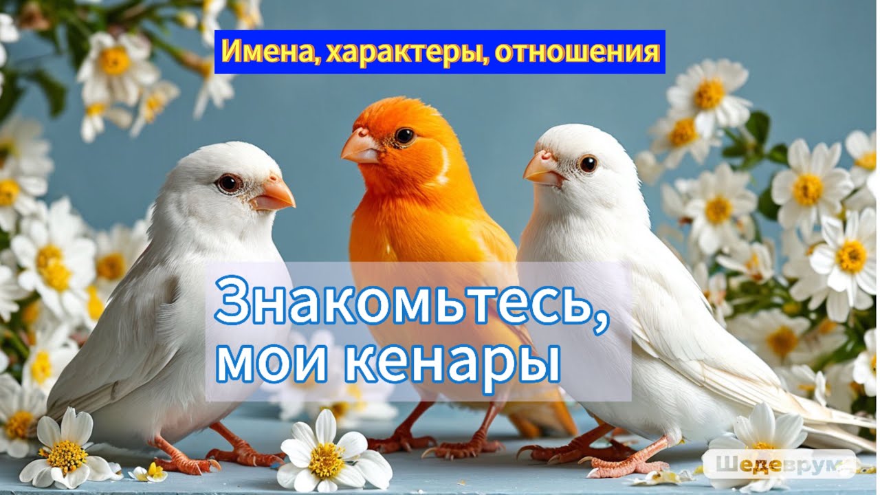 Мои канарейки: знакомьтесь с крылатыми звёздами канала! 🕊✨