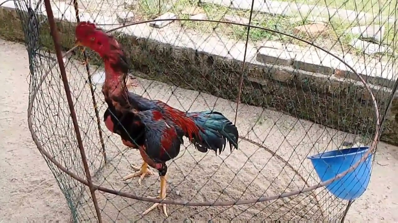 AYAM BANGKOK AYAM BERKUALITAS