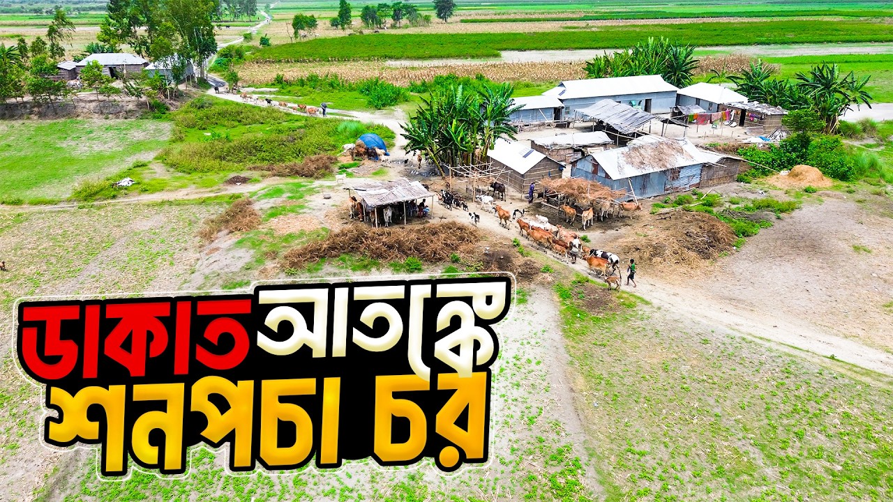 বগুড়ার শনপচা চরের মানুষ যেভাবে গবাদিপশু পালনে নির্ভরশীল হয়ে উঠলো । Shonpocha Char Of Bogura