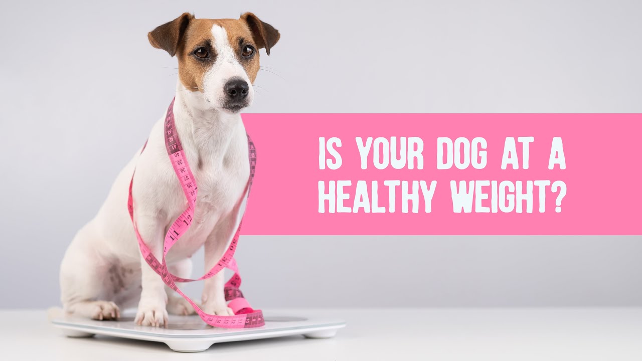 Check Your Dog’s Weight with This Easy Trick!