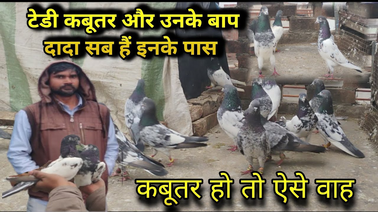 Teddy،rampuri،dabwale ،kamaggar kabooter पाकिस्तानी नस्ल के कबूतर टेडी गोल्डन, रामपुरी #pigeon #yt 