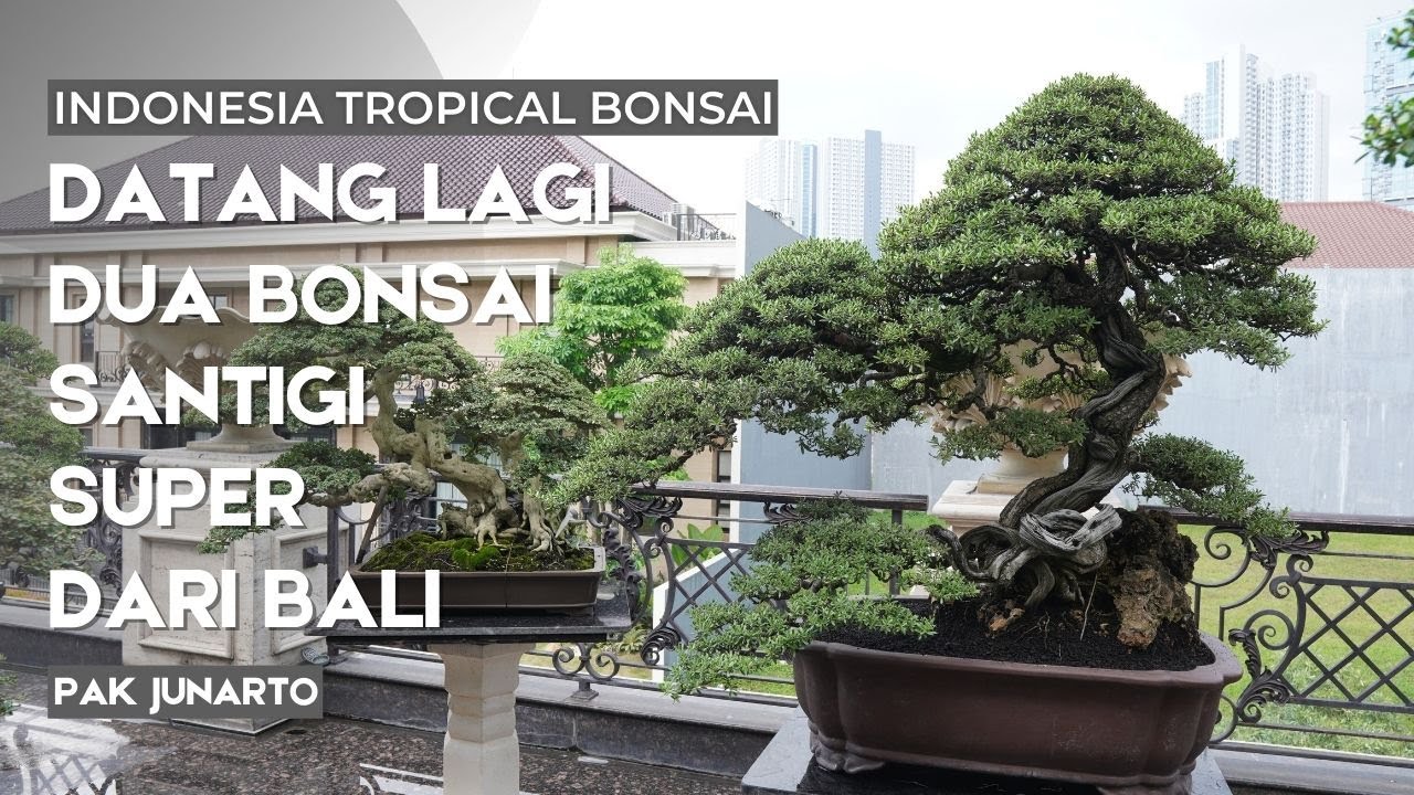Koleksi Bonsai Bonsai super terbaru milik sultan surabaya