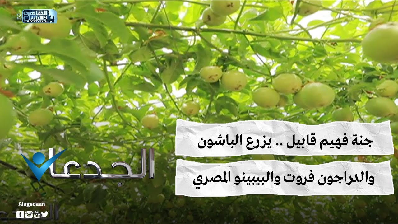 جنة فهيم قابيل .. يزرع الباشون والدراجون فروت والبيبينو المصري