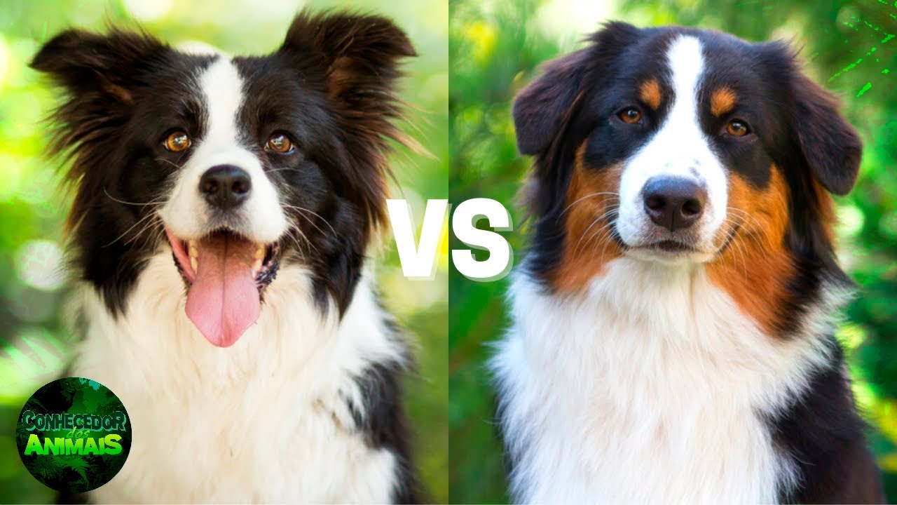 DIFERENÇAS entre BORDER COLLIE e PASTOR AUSTRALIANO - qual raça é MELHOR?