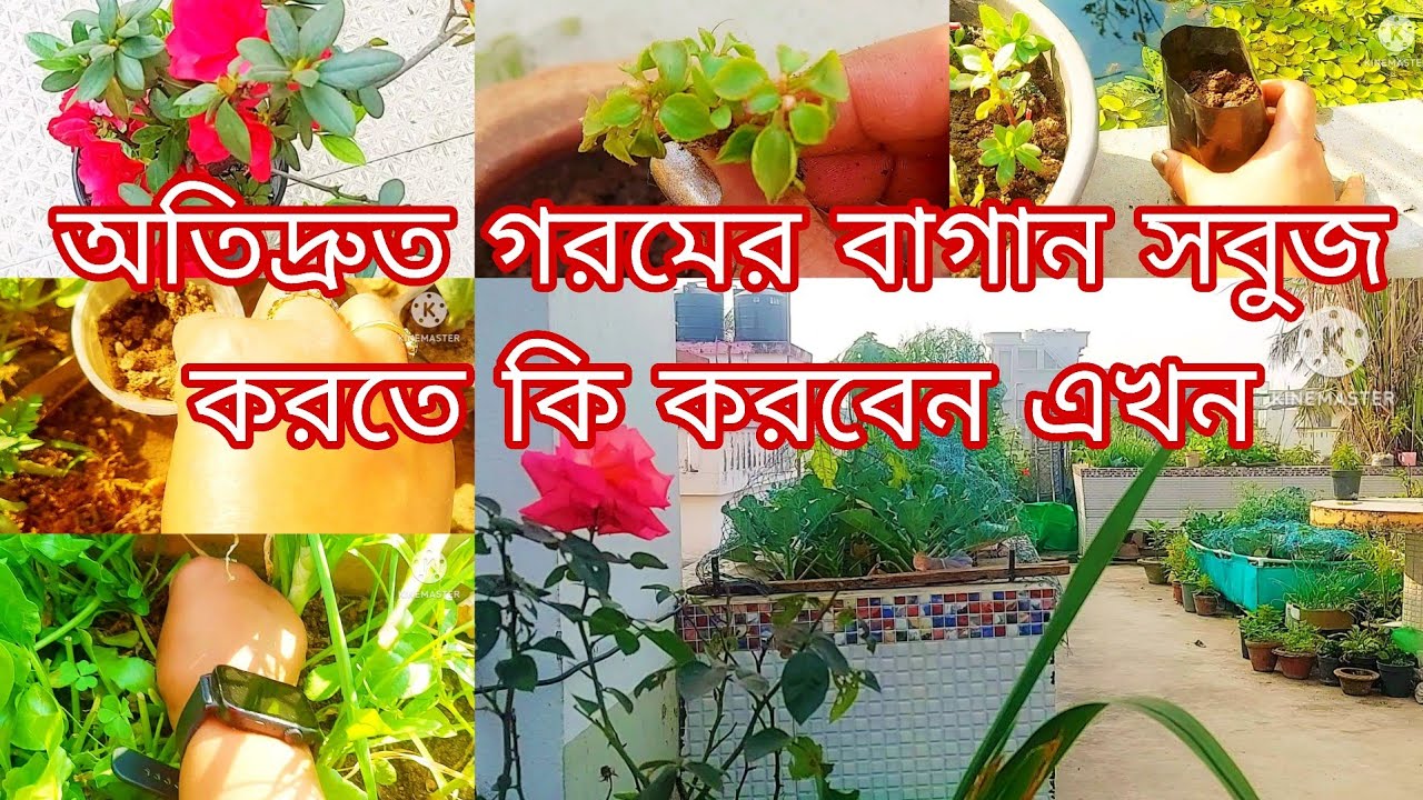 khub taratari garomer bagan subuje vore jabe. tar janno ekhon kon kajgulo joruri..#roofgarde