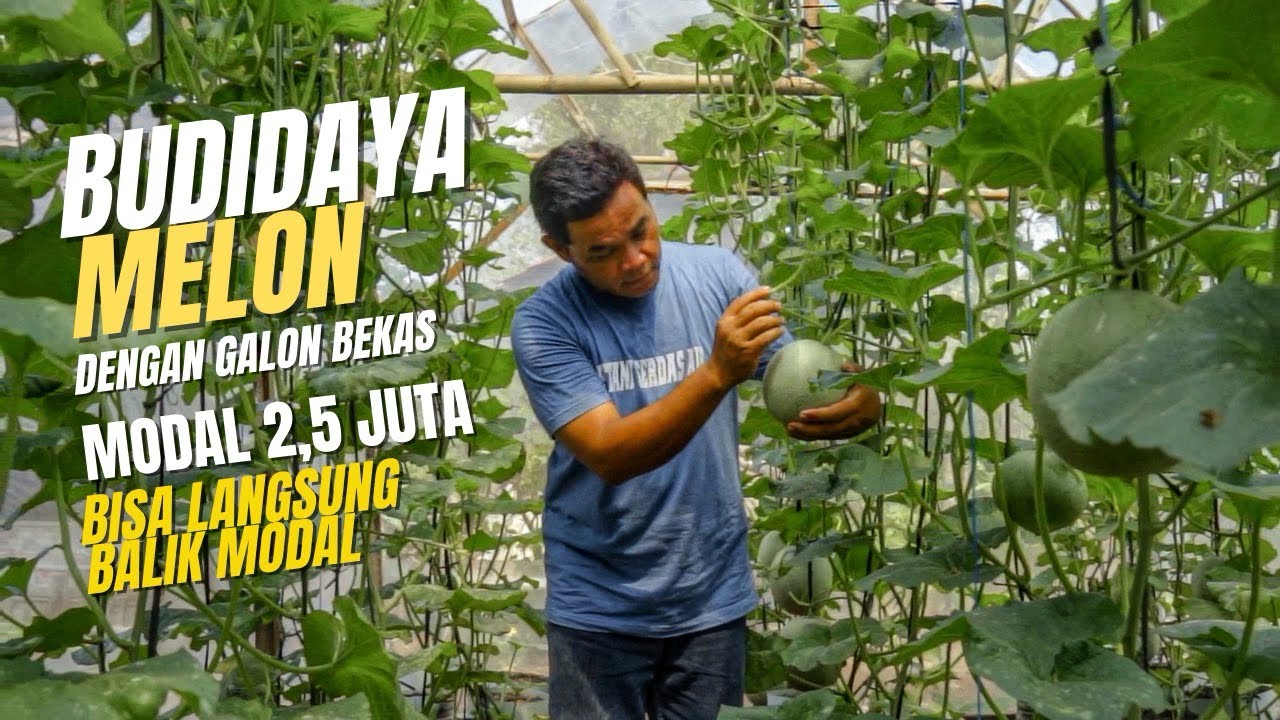 Cara Budidaya Melon Dengan Media Galon Bekas, Bisa Langsung Balik Modal Sekali Panen
