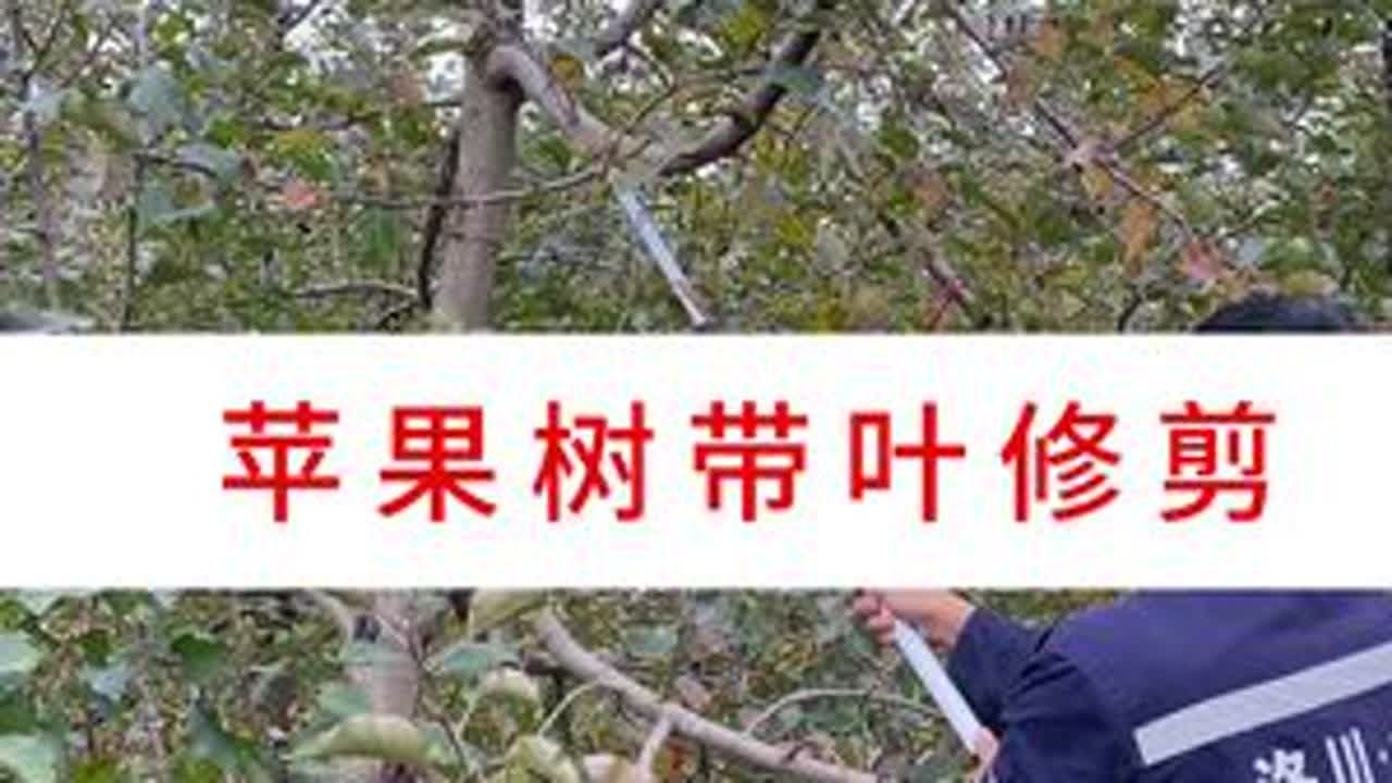 苹果树带叶修剪 