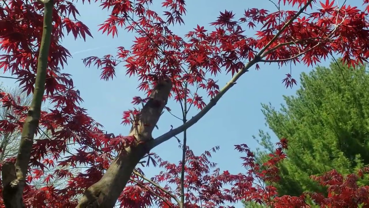 Little Trick for Hard Pruning Ornamental  Trees