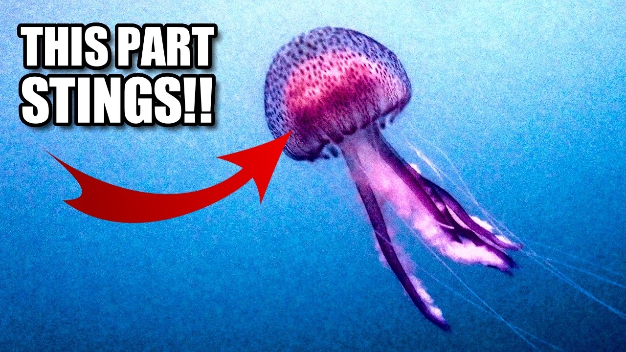 Mauve Stinger Facts: the PURPLE Jellyfish 🪼 Animal Fact Files