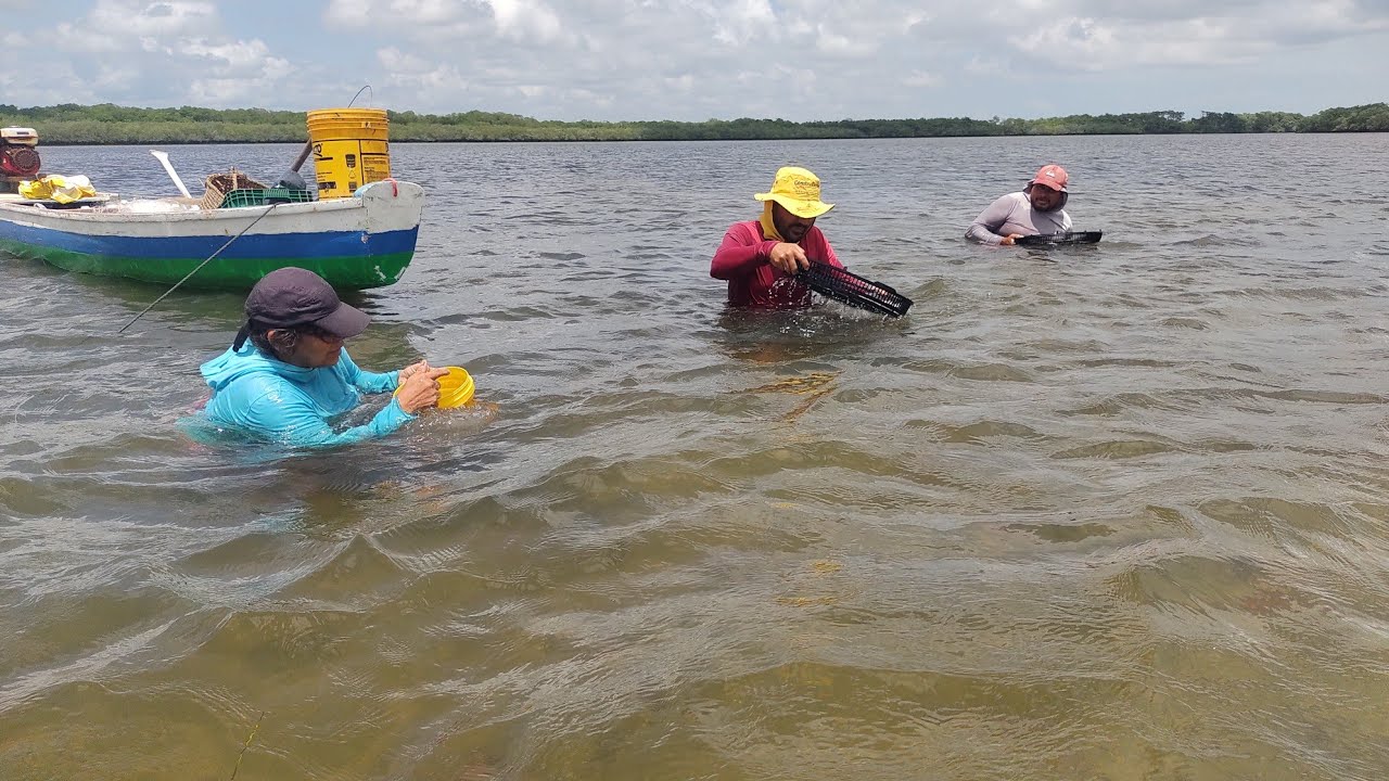 PESCARIA DE MARISCO NA ILHA  FIZEMOS A PESCARIA COM A MARÉ ALTA FATURA DE SURURU 