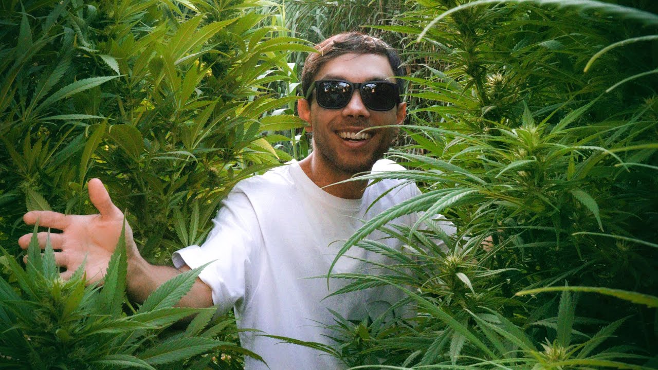 Cultiv&eacute; 10 Plantas en Exterior: Preparaci&oacute;n del Suelo, Plagas, Riego, Super Cropping y Defoliaci&oacute;n