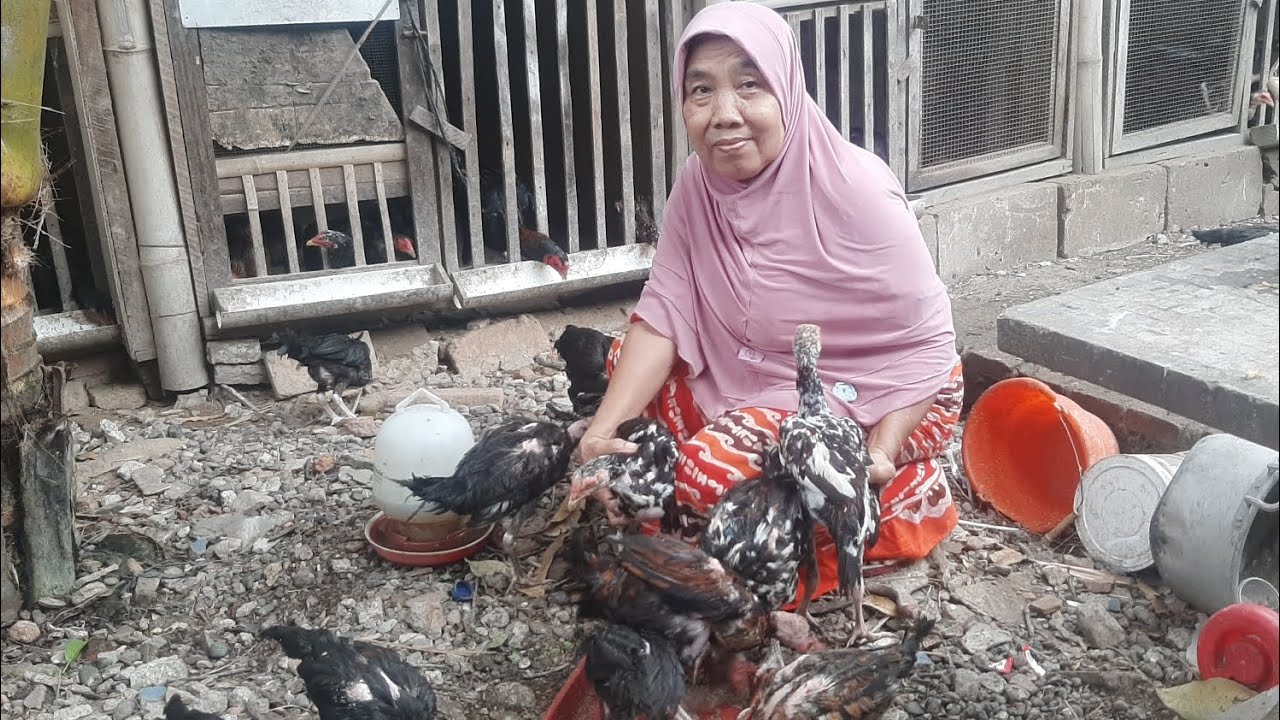CARA BUAT PAKAN TERNAK ALA MBAH KEMBAR BIKIN AYAM JADI LAHAP DAN GEMUK ‼️🐓