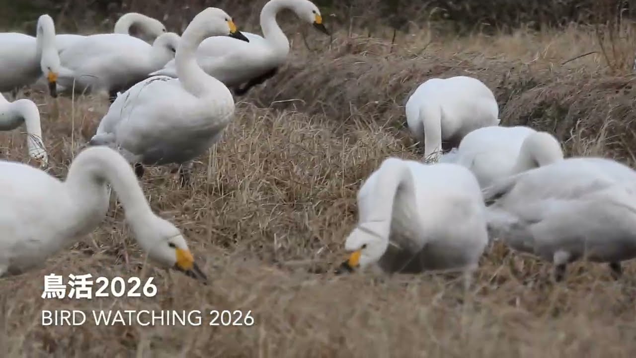 鳥活2026/2/11
