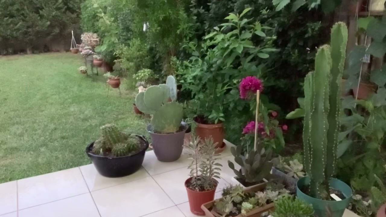 Sukulent kargosu hazırlıyorum #vlog #succulents #sukulent #bahçe #garden