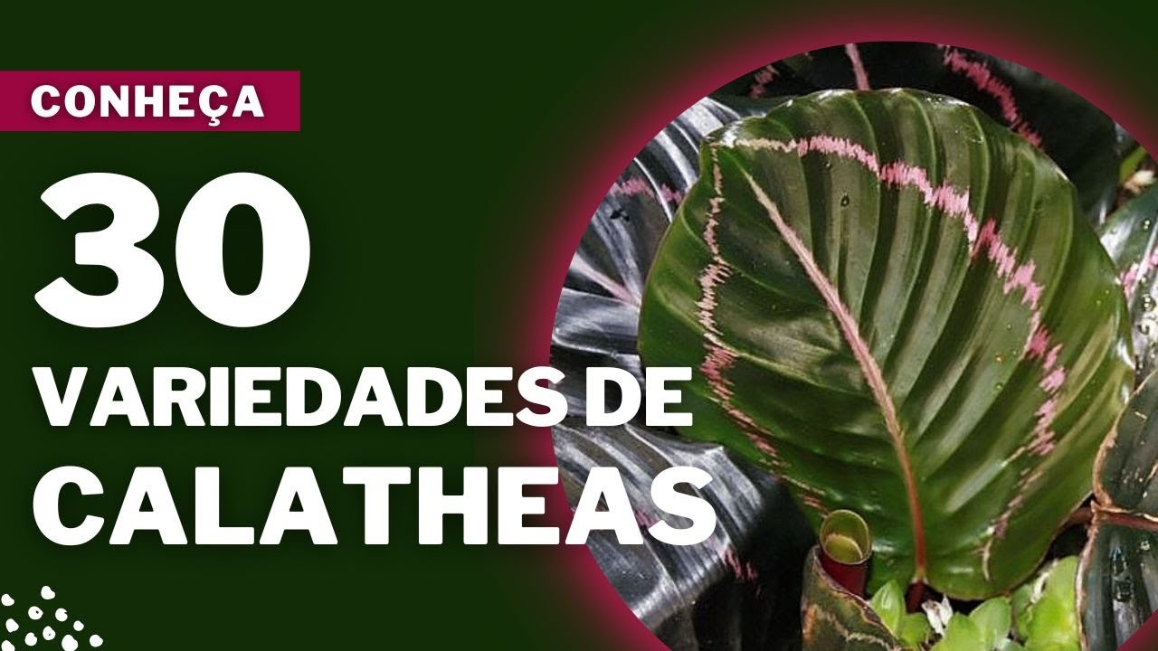 Calathea conheça 30 lindas variedades