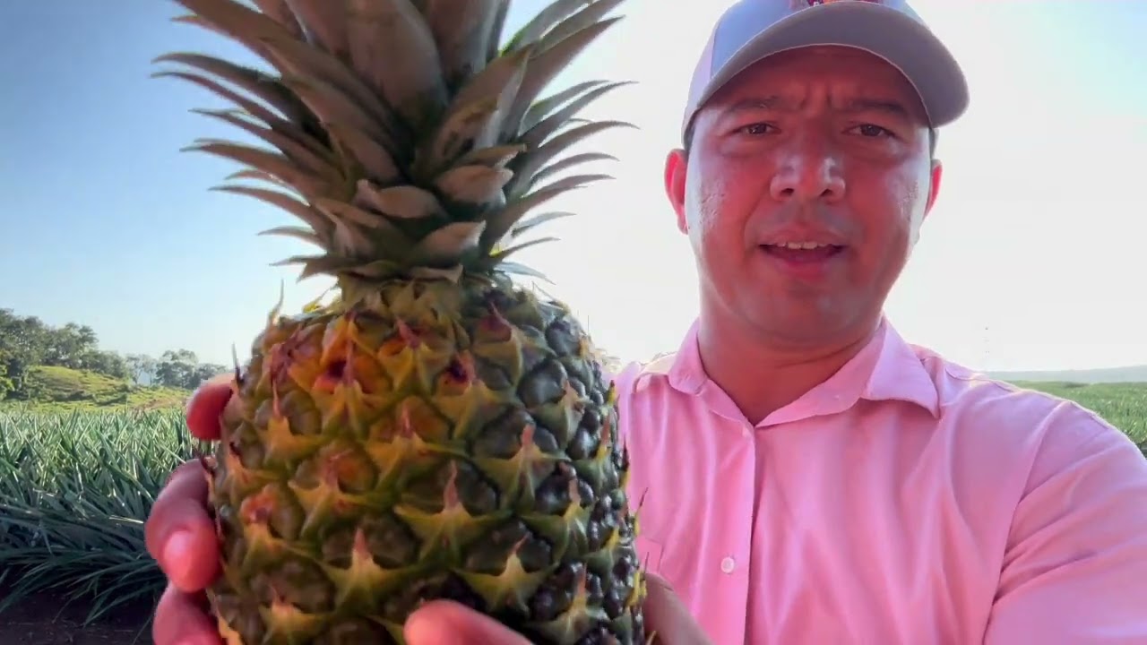 Radiación solar y afectaciones en frutas