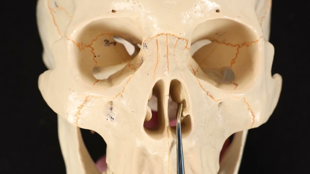 Ethmoid Bone #skullanatomy
