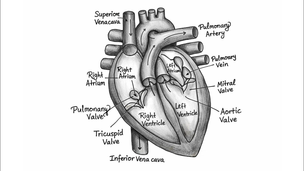 Human Heart Diagram Step by Step Explanation | NEET / CBSE Biology|