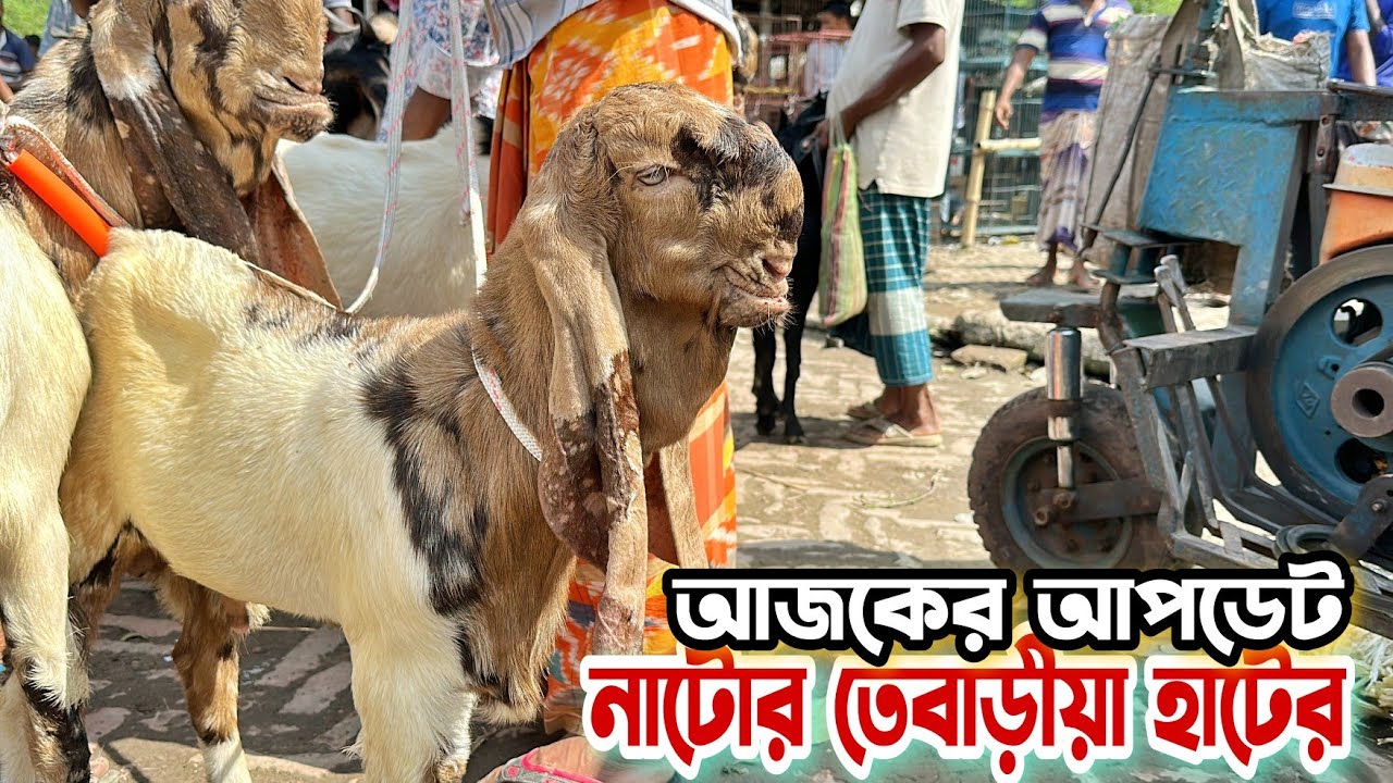 নাটোর তেবাড়ীয়া হাট থেকে তোতাপুরী ছাগল ও ক্রস ছাগলের দাম জানুন। Goat Price। Krishi bangla natore