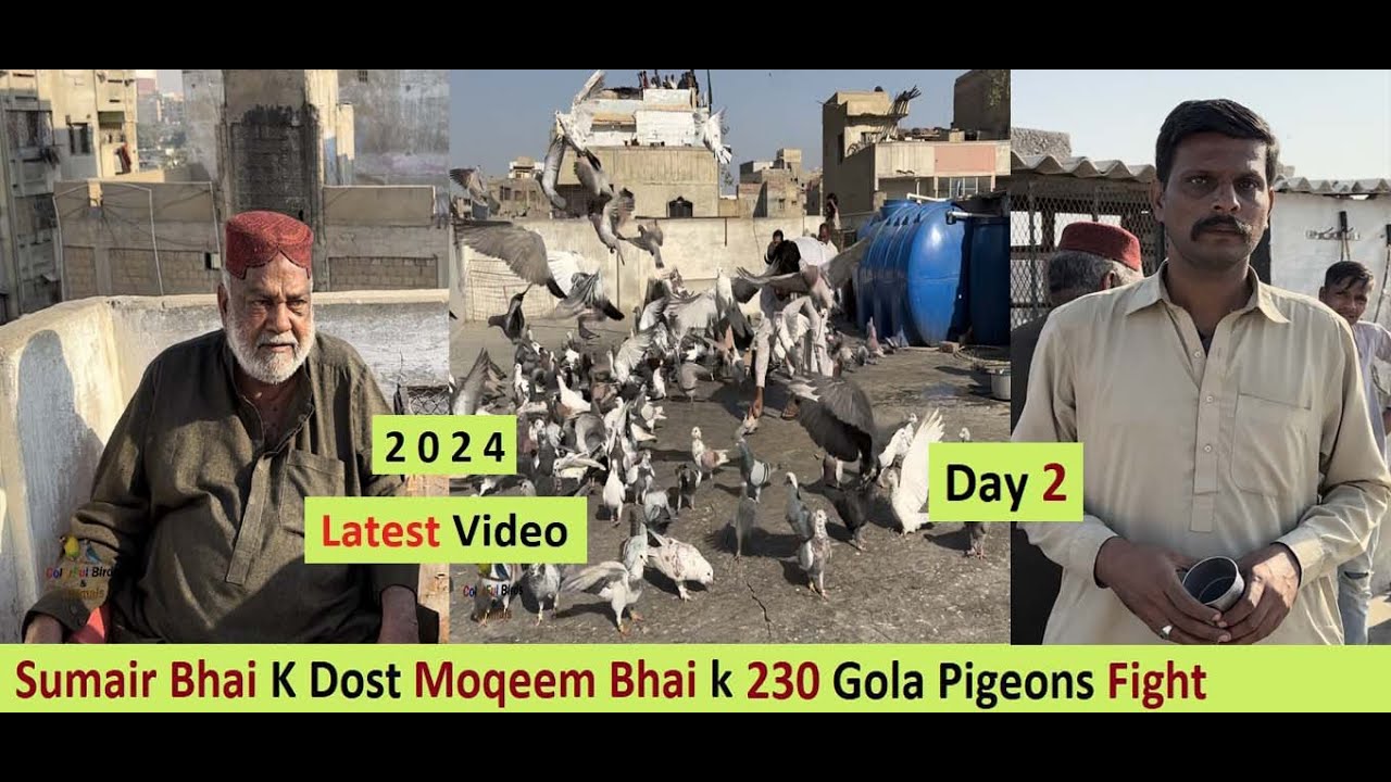 Sumair Bhai K Dost Moqeem Bhai k 230 Gola Pigeons Fight in Ramswami Karachi - DAY 2