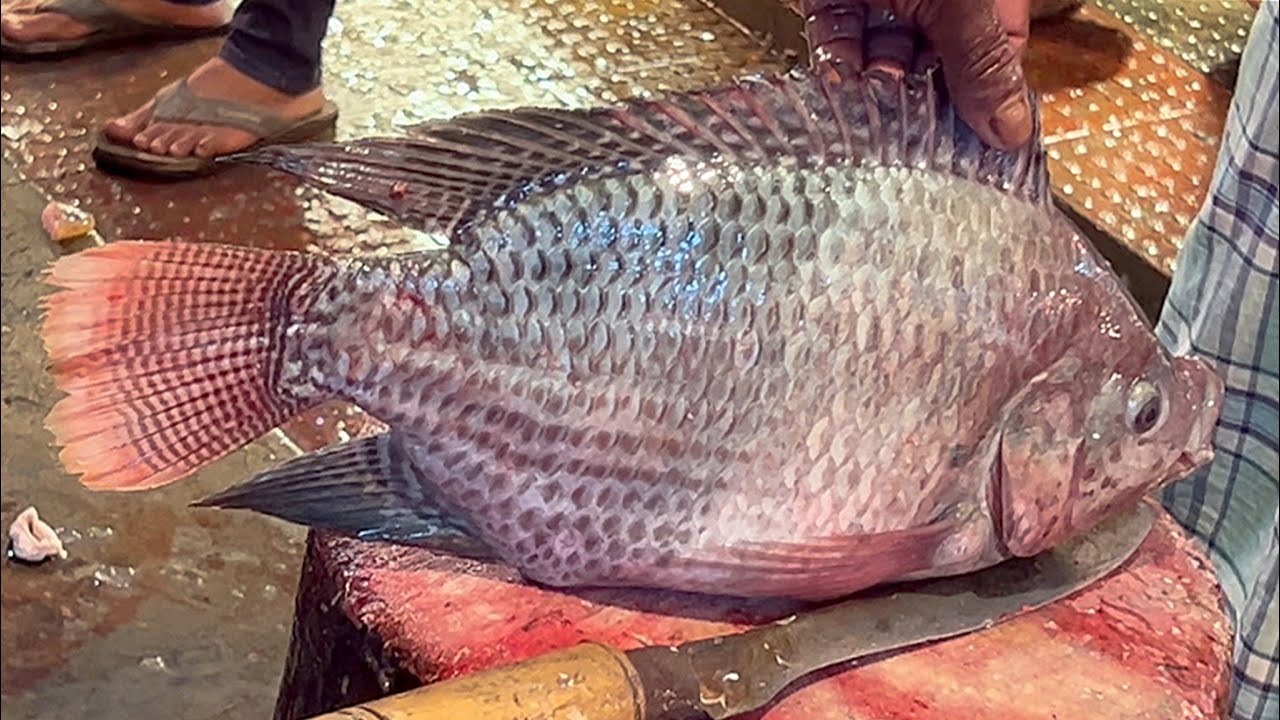 Big TILAPIA FISH Cutting Skills Live In Fish Market | Fish Cutting Skills