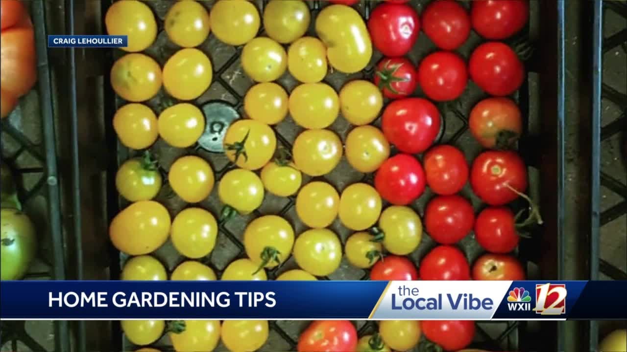 'North Carolina Tomato Man' Craig LeHoullier shares tips for growing tomatoes in the Triad