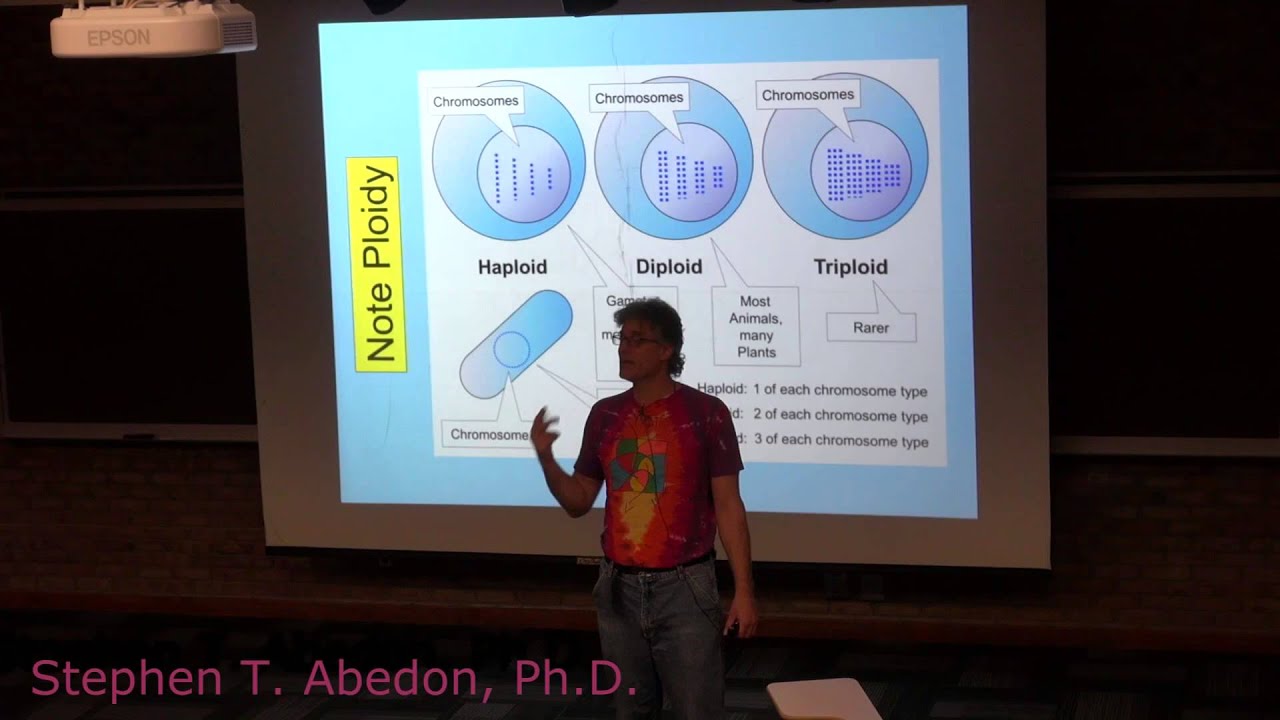 Ploidy (part 2)