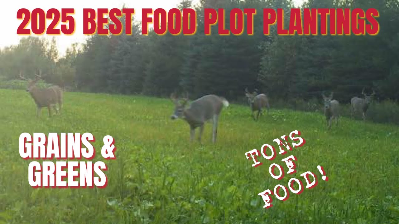 2026 BEST FOOD PLOT PLANTINGS: GRAINS