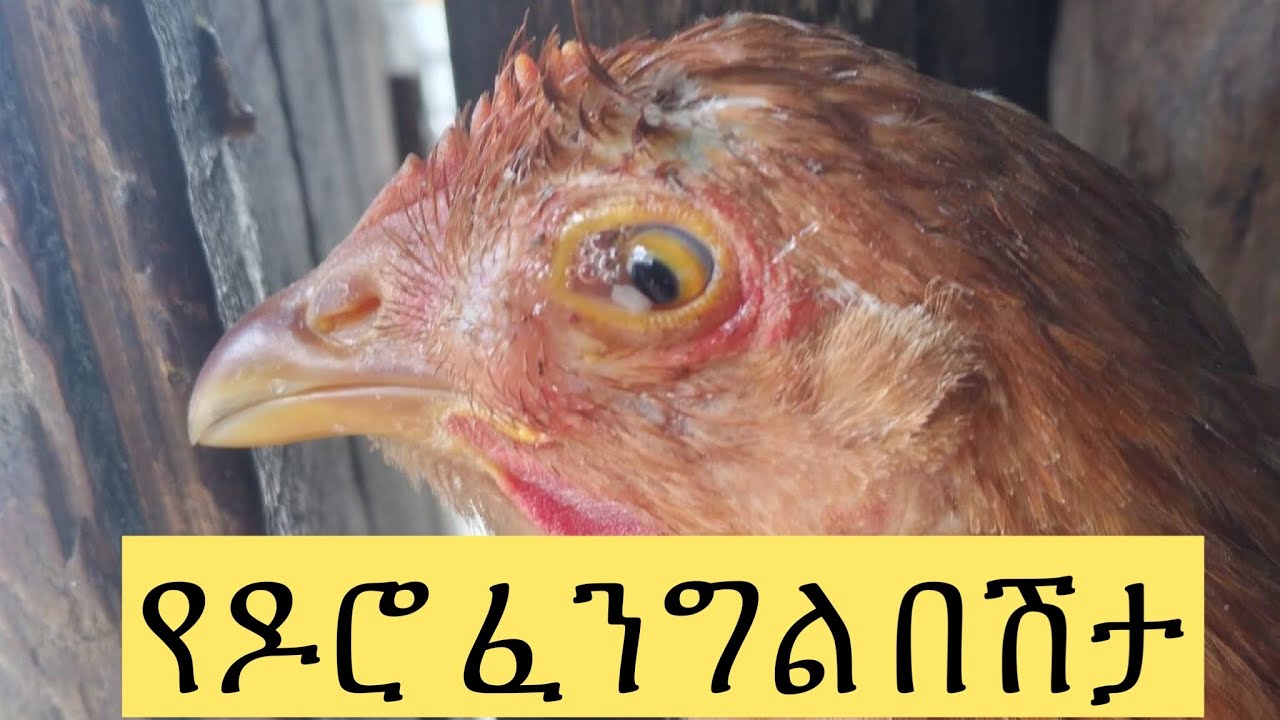 Ethiopia የዶሮ ፈልግል በሽታን በቀላሉ ማከም እንዴት ይቻላል